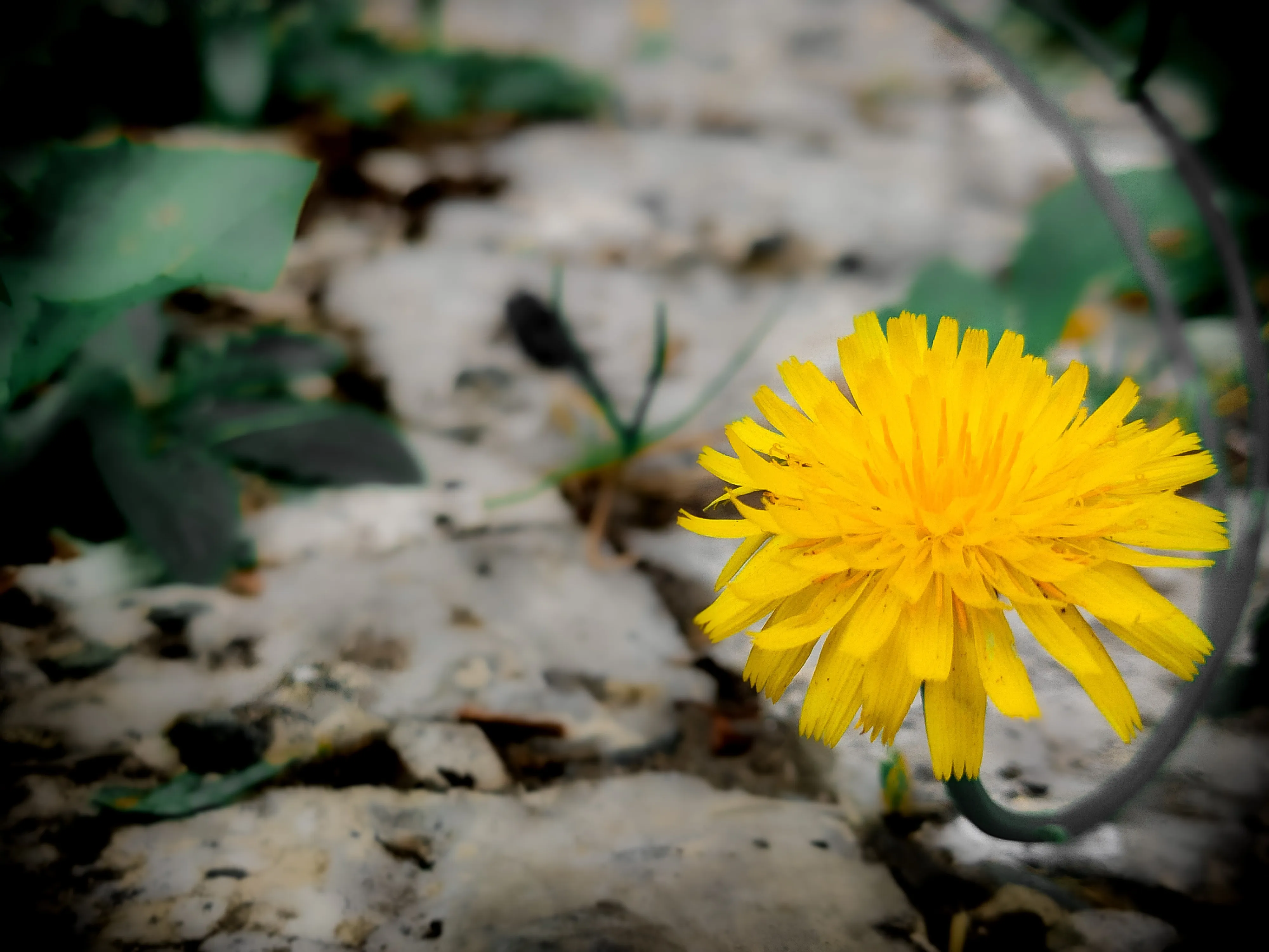 Close up of a yellow flower