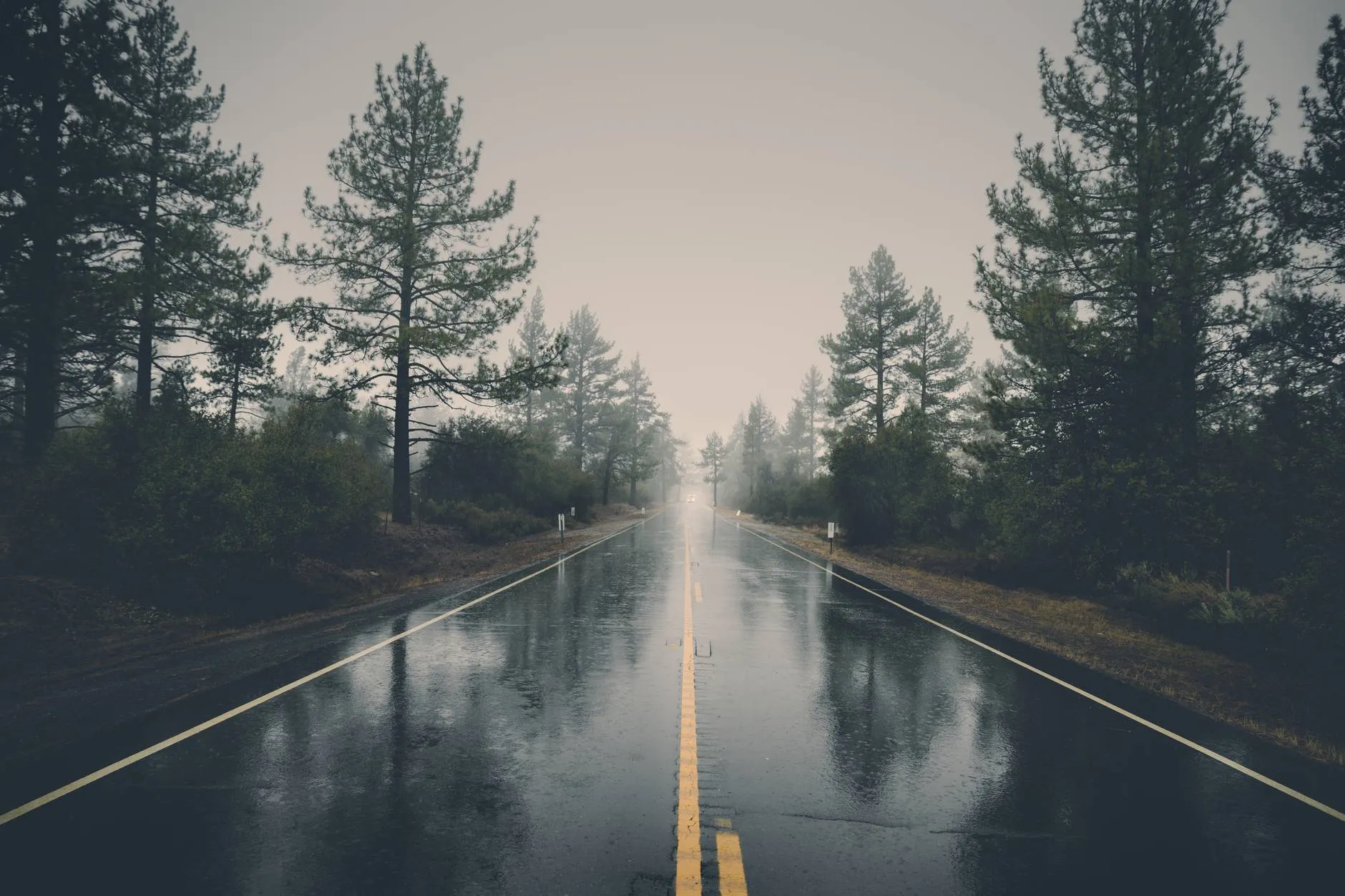 Photo of a wet road surrounded by trees on a rainy day